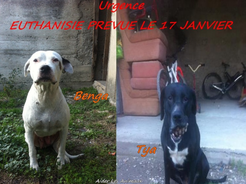 17 janvier euthanasie,  Benga dogue argentine et Tya Labrador Noire!! VITE! Affich10