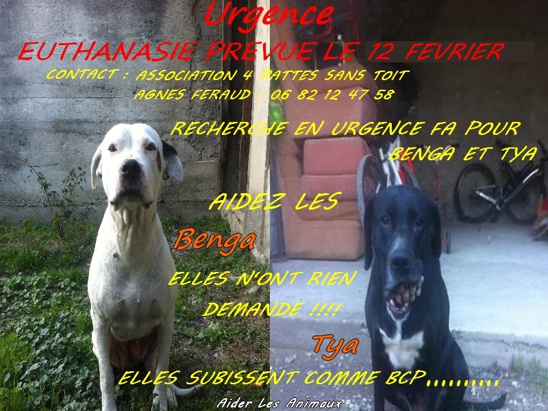17 janvier euthanasie,  Benga dogue argentine et Tya Labrador Noire!! VITE! Benga_10
