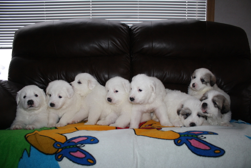 Great Pyrenees Puppies! Img_0010
