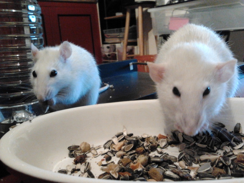 My Ratounes :) 2012-010