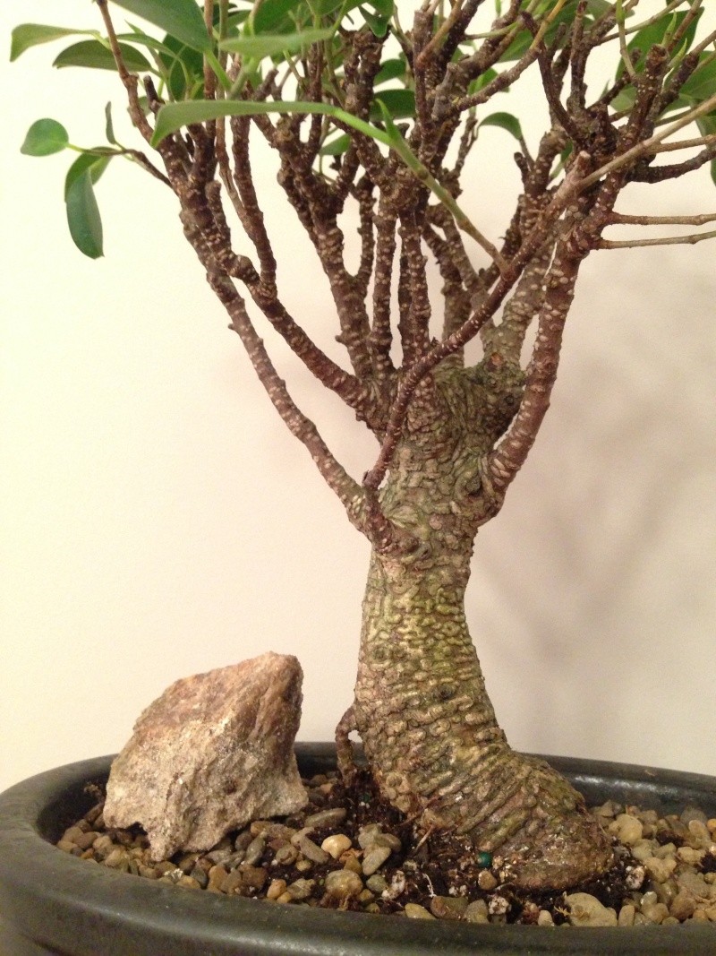 First ficus retusa (microcarpa) - tiger bark 110