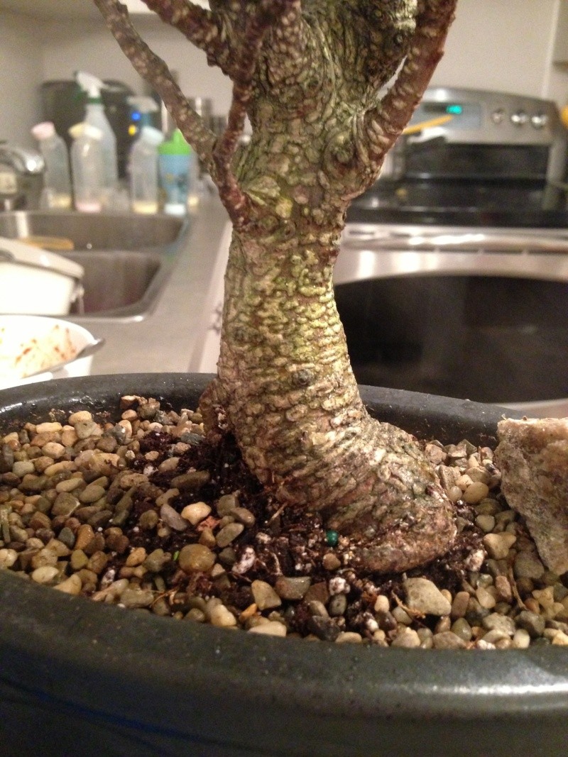 First ficus retusa (microcarpa) - tiger bark 310