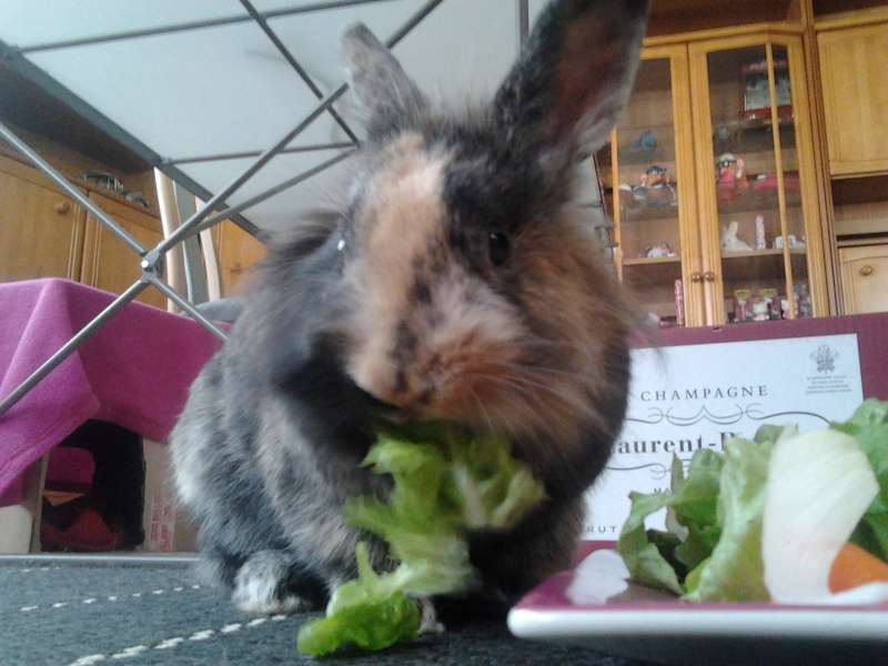 Couple de lapins nains, Lolita et Kurby, à adopter ensemble 2012-112