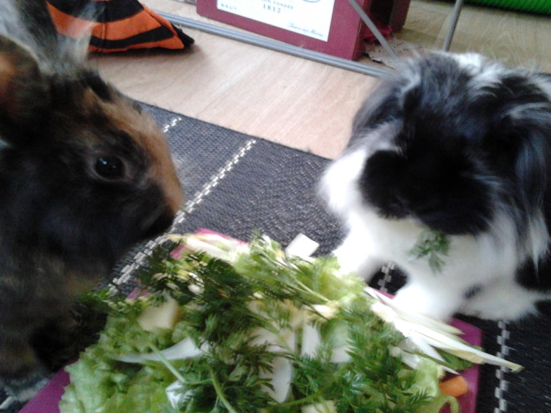 Couple de lapins nains, Lolita et Kurby, à adopter ensemble 2012-114