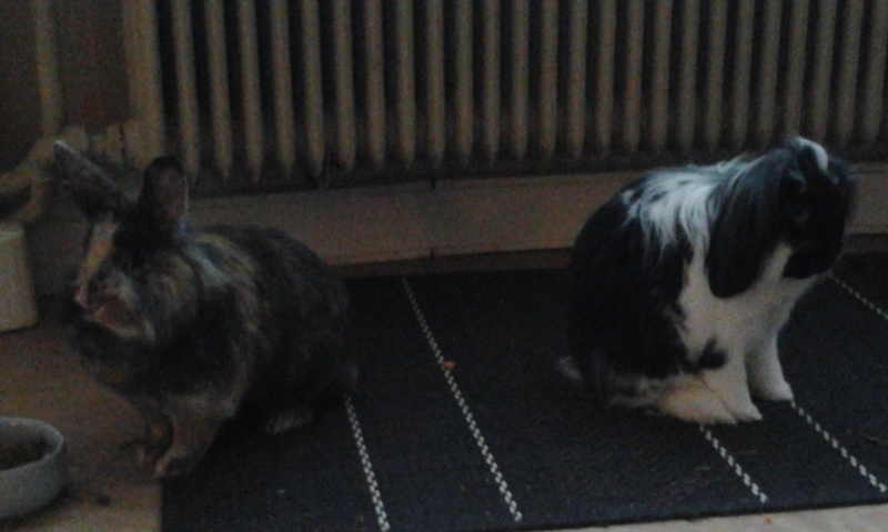 Couple de lapins nains, Lolita et Kurby, à adopter ensemble 2013-013
