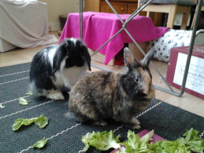 Couple de lapins nains, Lolita et Kurby, à adopter ensemble 21519410