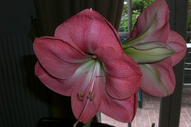 Amaryllis (hippeastrum) -culture, entretien, floraison - Page 3 Cimg3210