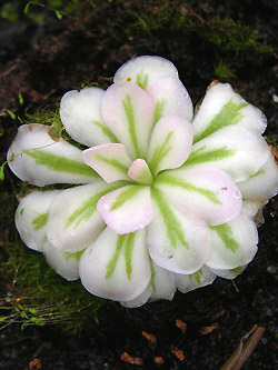 une petite potée bien sympathique -> P.Rotundiflora Dscn3210