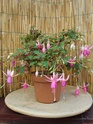 bonsaï fuchsia  27aout10