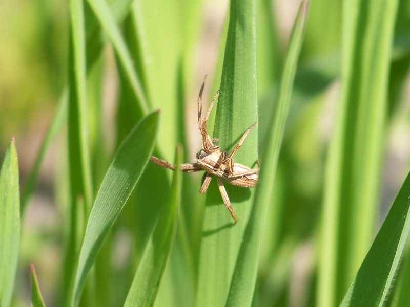 [Pisaura mirabilis] Pisaura mirabilis 03511