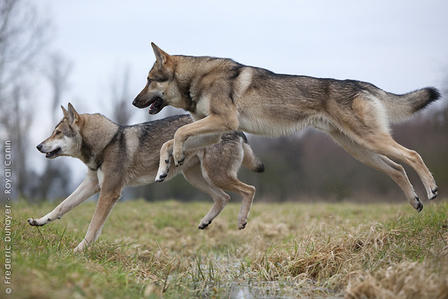 Questions qui touchent les Winiens,qui sait comment amélioré le lien entre un animal et un humain ? Clickh17