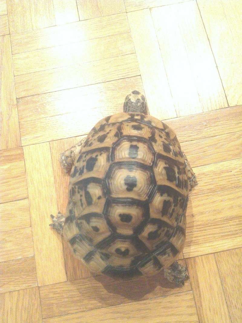 identification de  ma tortue  Wp_00012