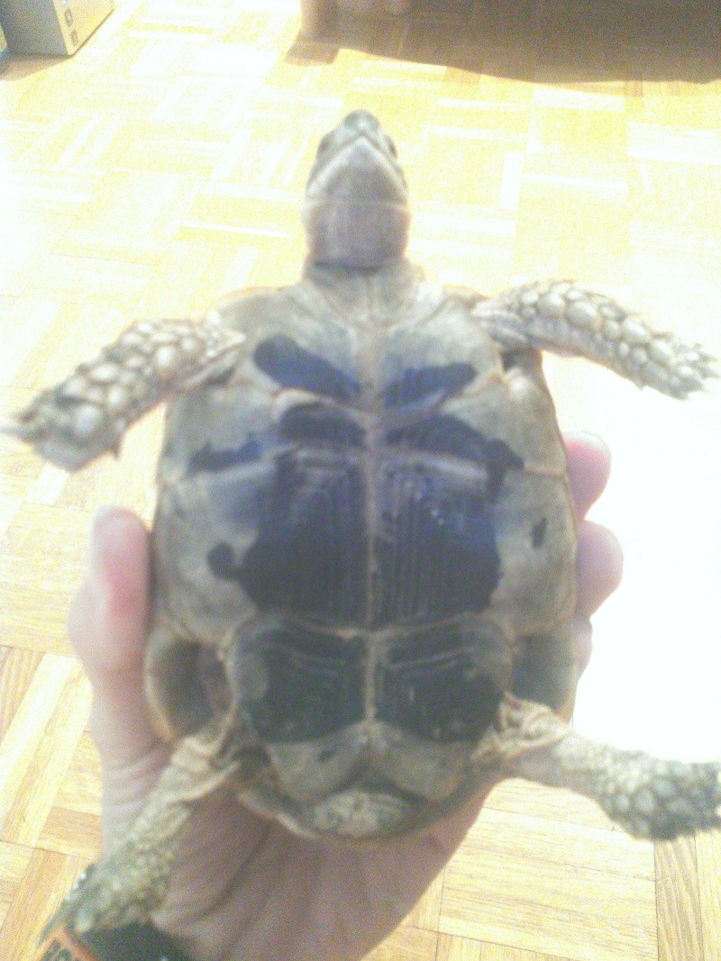 identification de  ma tortue  Wp_00014