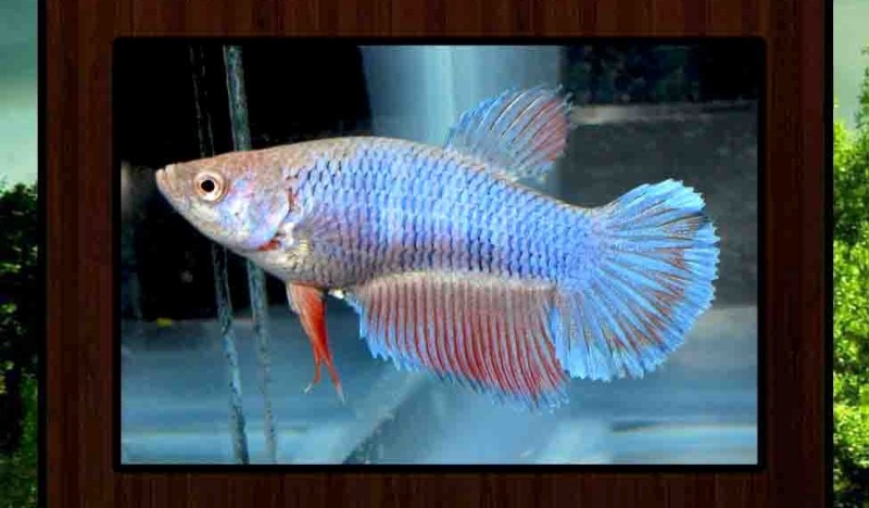 Betta Contest (Joshua) Fancyf10