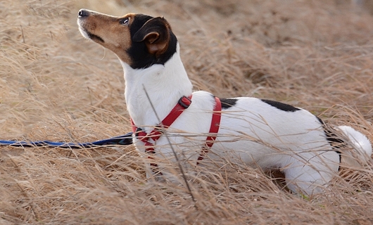 Jack russell 610