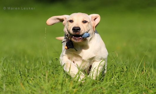 Labrador 710