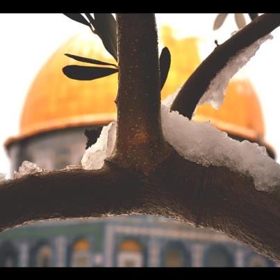 صور من القدس للمصور نور الكرمي 40971010