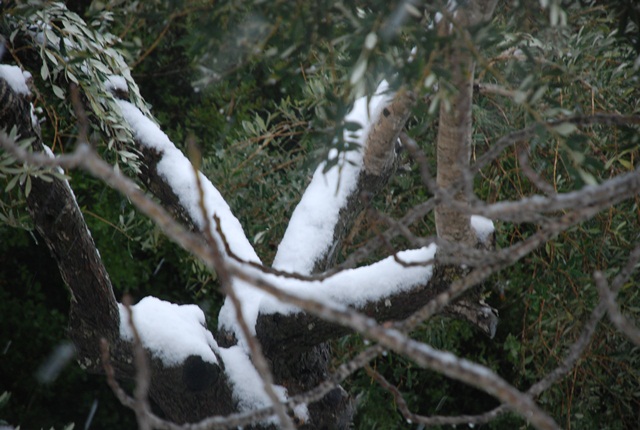 بيت عنان تكتسي حله بيضاء(الثلج) تصوير احمد عمر ربيع Dsc_0487