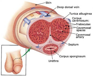 ملك النمر ..علاج الضعف الجنسى وعلاج ضعف الانتصاب وعلاج سرعة القذف Ouoous12