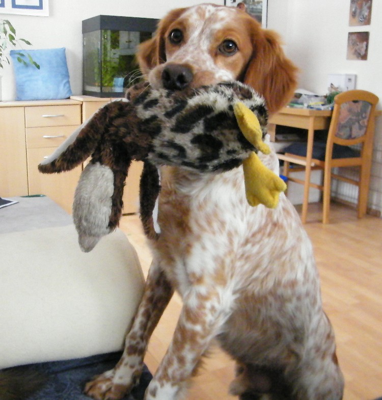 Nobbi - das Gute - Laune - Paket - vermittelt Dscf4618