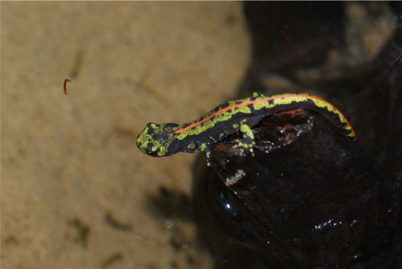 Mes petits Triturus marmoratus Dsc02817