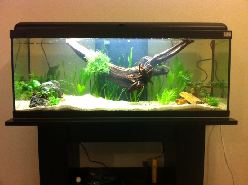 1er aquarium 135L communautaire Aqua_e16
