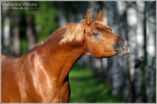 Cochise | Arabe | J Ekater10