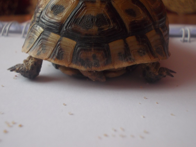 qui peu m'aider a identifier cette tortue Dscn0737