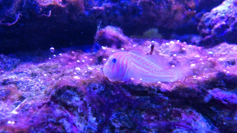 Population nano aquarium eau de mer Picsar49
