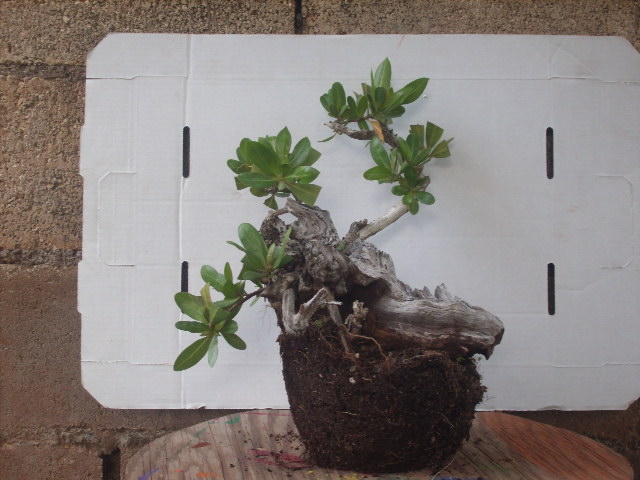 Buttonwood Repot Right_10