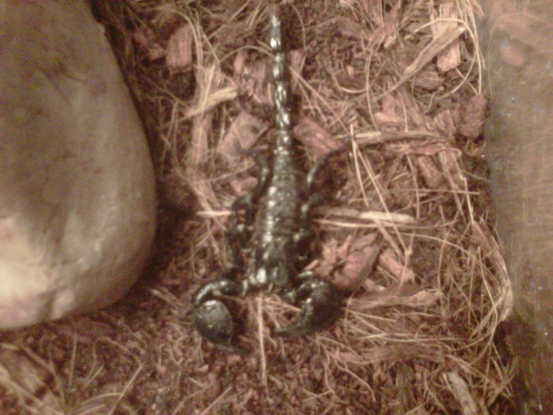 my emporor scorpion just flopped but he was all good 2 hours or so ago  Img-2016