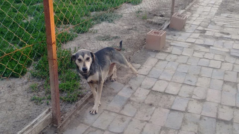 REAA, Née 2013, 15 kg - une chienne sympa - (BELLA) - Prise en charge Association Cent Pas 07_20317
