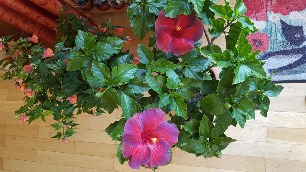 Hibiscus - alle Arten, Zuchtformen ... Erfahrungsberichte, Aussaat und selbstverständlich Bilder :) - Seite 9 20180916