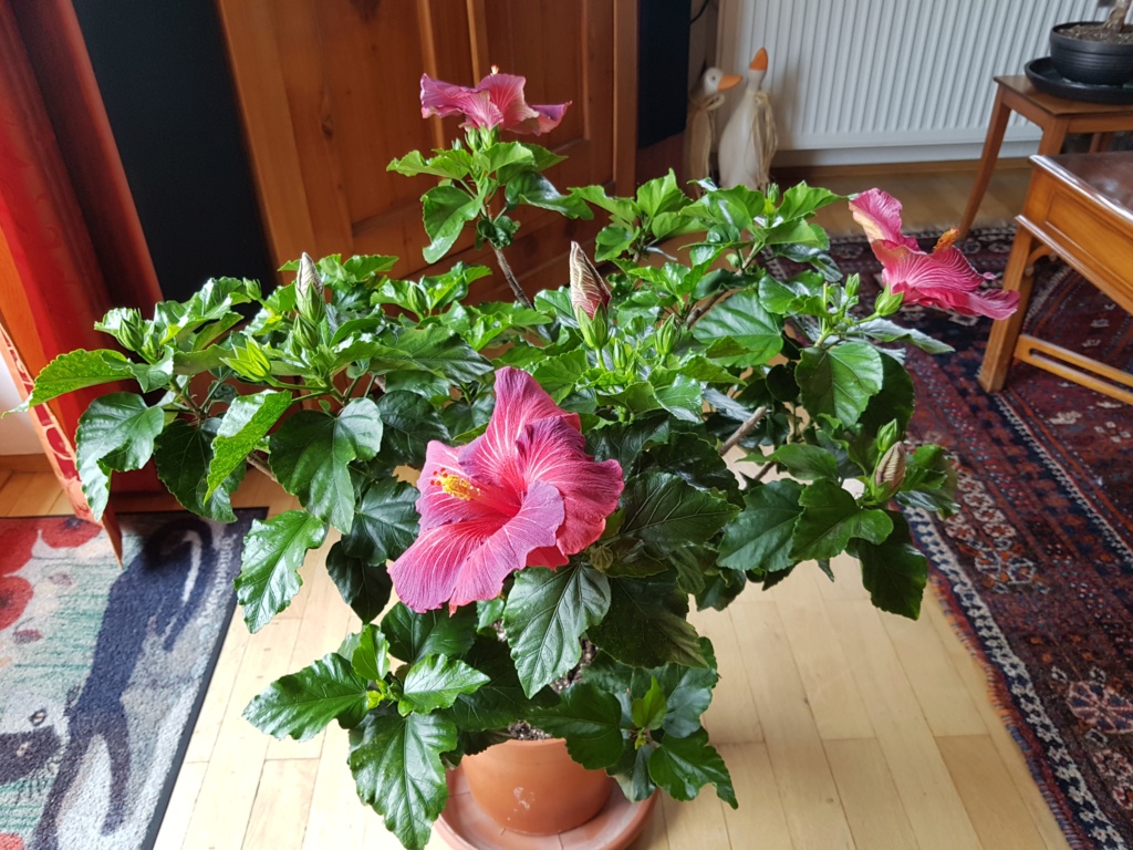 Hibiscus - alle Arten, Zuchtformen ... Erfahrungsberichte, Aussaat und selbstverständlich Bilder :) - Seite 13 20191013