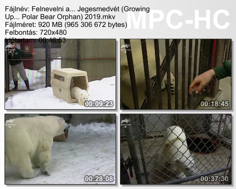 Felnevelni a... Jegesmedvét (Growing Up... Polar Bear Orphan) 2019 TVRip x264 Hun mkv  Felnev11