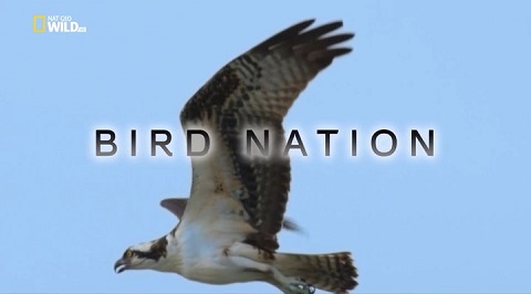 Madarak Amerikája (Bird Nation) 2018 TVRip x264 Hun mkv Madara10