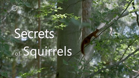 Univerzum - A mókusok világa (Secrets of Squirrels) 2018 HDTV 720p x264 Hun mkv Unive164