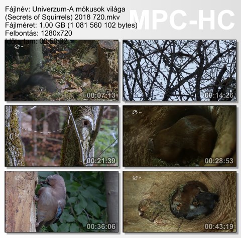 Univerzum - A mókusok világa (Secrets of Squirrels) 2018 HDTV 720p x264 Hun mkv Unive165