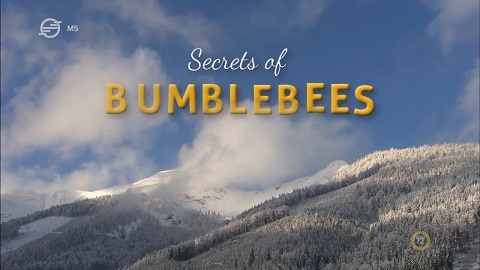 Univerzum - A poszméh titka (Secrets of Bumblebees) 2013 HDTV 720p x264 Hun mkv (12) Univer77