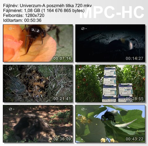 Univerzum - A poszméh titka (Secrets of Bumblebees) 2013 HDTV 720p x264 Hun mkv (12) Univer78