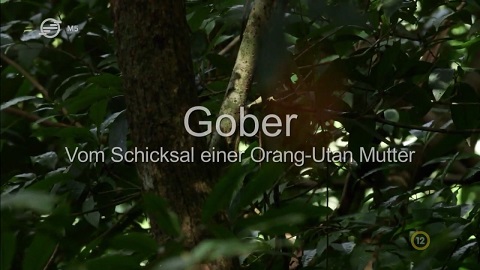  Univerzum-Gober, avagy egy orangután sorsa (Gober - Vom Schicksal einer Orang-Utan Mutter) 2016 HDTV 720p x264 Hun mkv (12) Univer89
