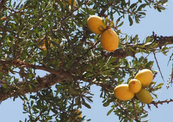 L'huile d'argan Fruita10