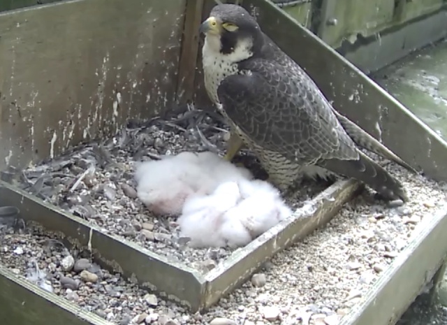 Peregrines Baby_s10