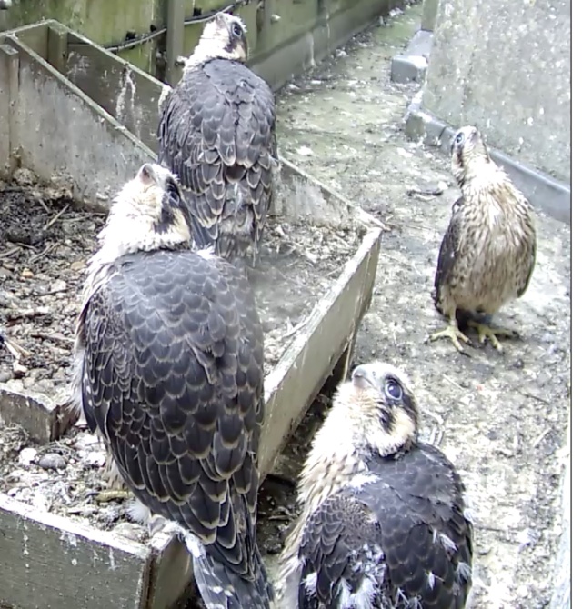 Peregrines Where_10