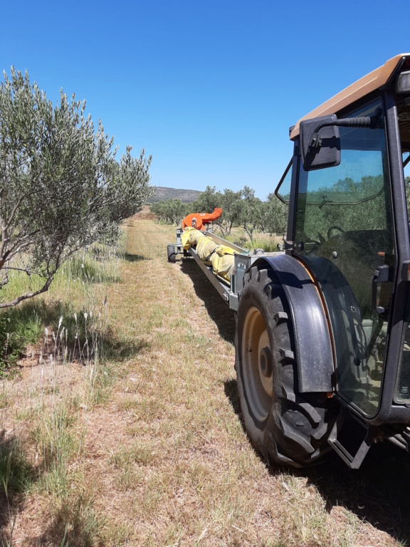 récolte des olives 20200810