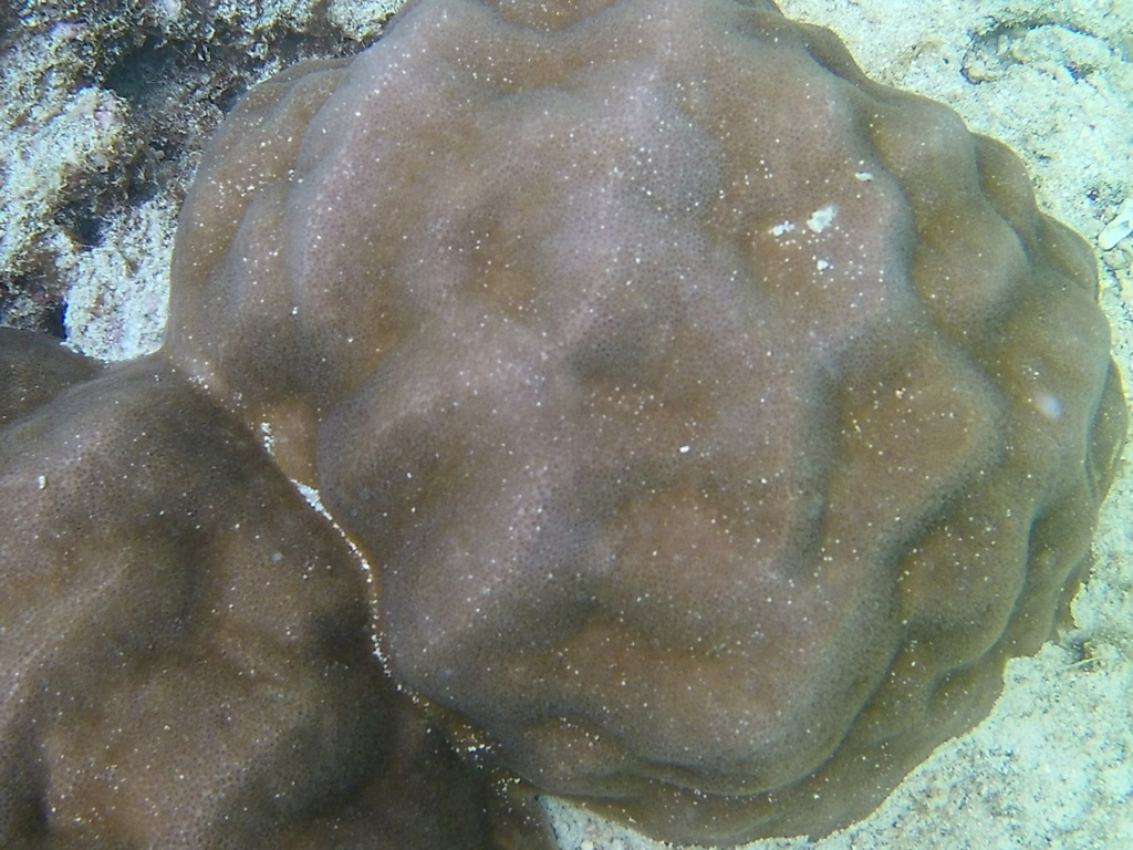 Les fonds sous marins de l'ïle de la Réunion... 20180921