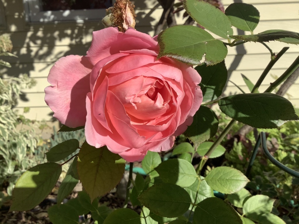 Quelques photos chez Yo (et Broue) - Page 11 864f5c10