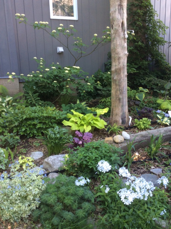 Quelques photos chez Yo (et Broue) - Page 10 Image276
