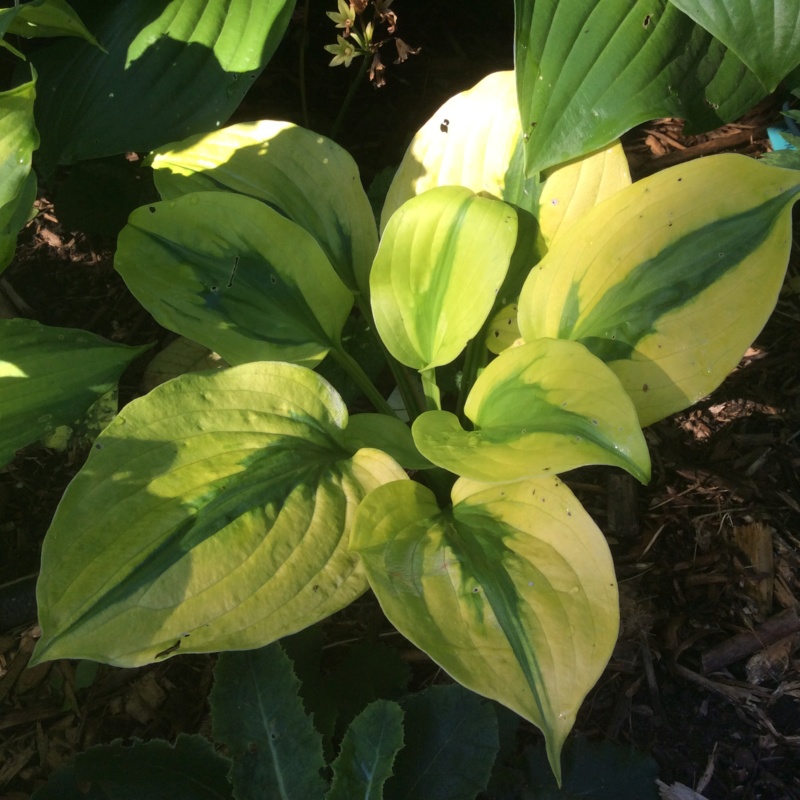 Guide d'identification: Hostas par photos - Page 6 Image289