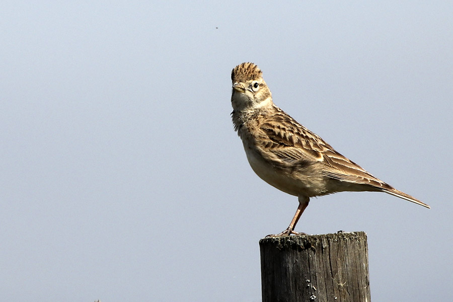 Passaeriformes e Rapina Img_1210